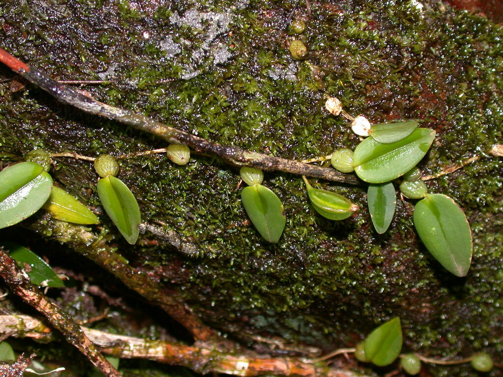 Bulbophyllum membranaceum Teijsm. & Binn.