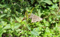 Polygonus leo pallida