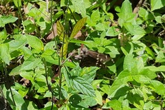 Polygonus leo pallida