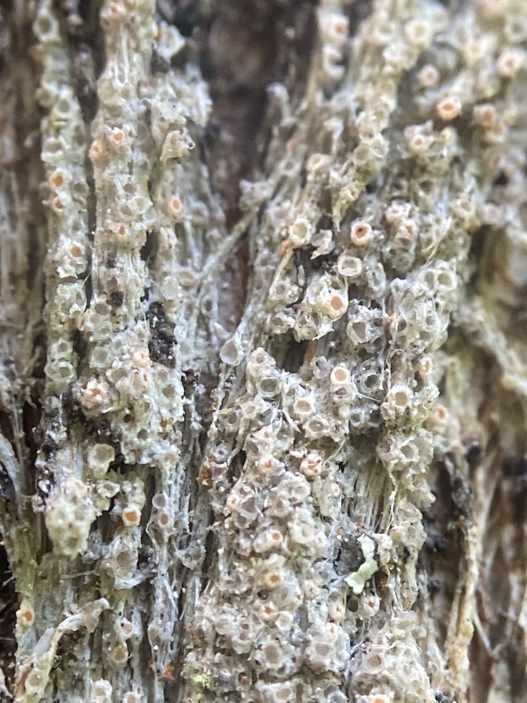 Gyalectaria