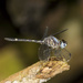 Argyrothemis argentea - Photo (c) Jim Johnson, some rights reserved (CC BY-NC-ND), uploaded by Jim Johnson