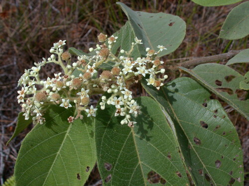 Commersonia bartramia observed 2004-09-08