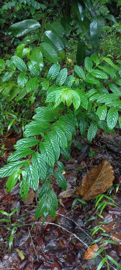 Uncaria elliptica (Uncaria elliptica)