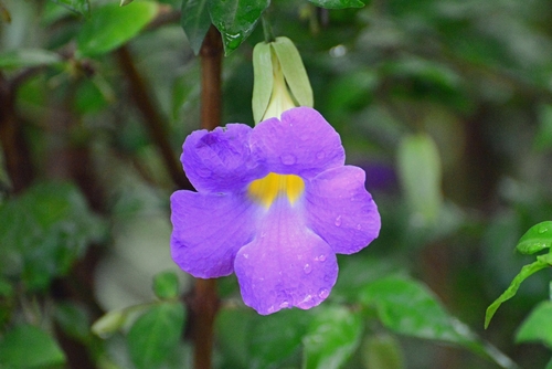 Thunbergia erecta image