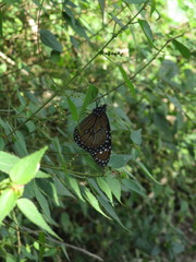 Danaus eresimus montezuma