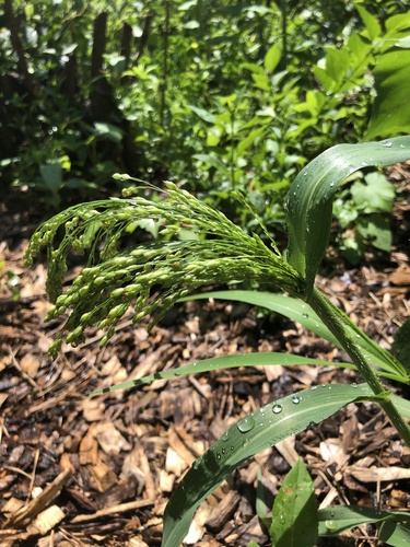 Panicum miliaceum iNat (1)