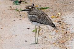 Burhinus vermiculatus