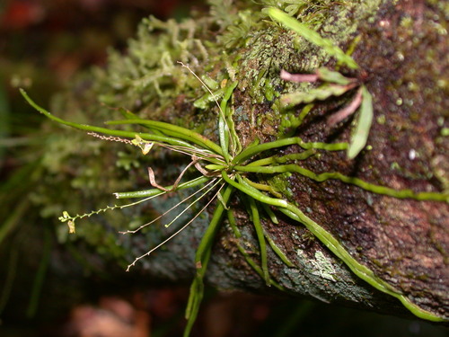 Taeniophyllum palawense observed 2004-09-08