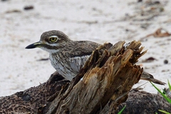 Burhinus vermiculatus