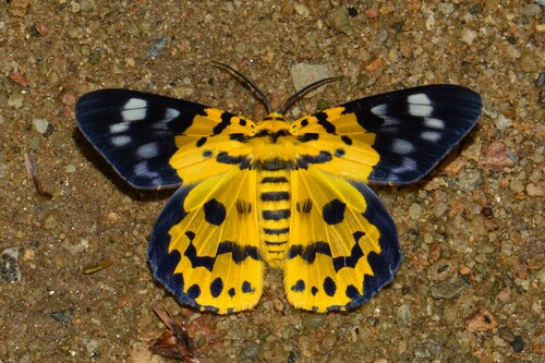 Dysphania militaris (Linnaeus, 1758)