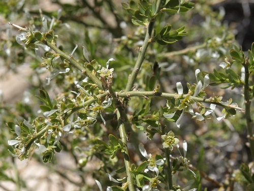 Glossopetalon spinescens var. aridum