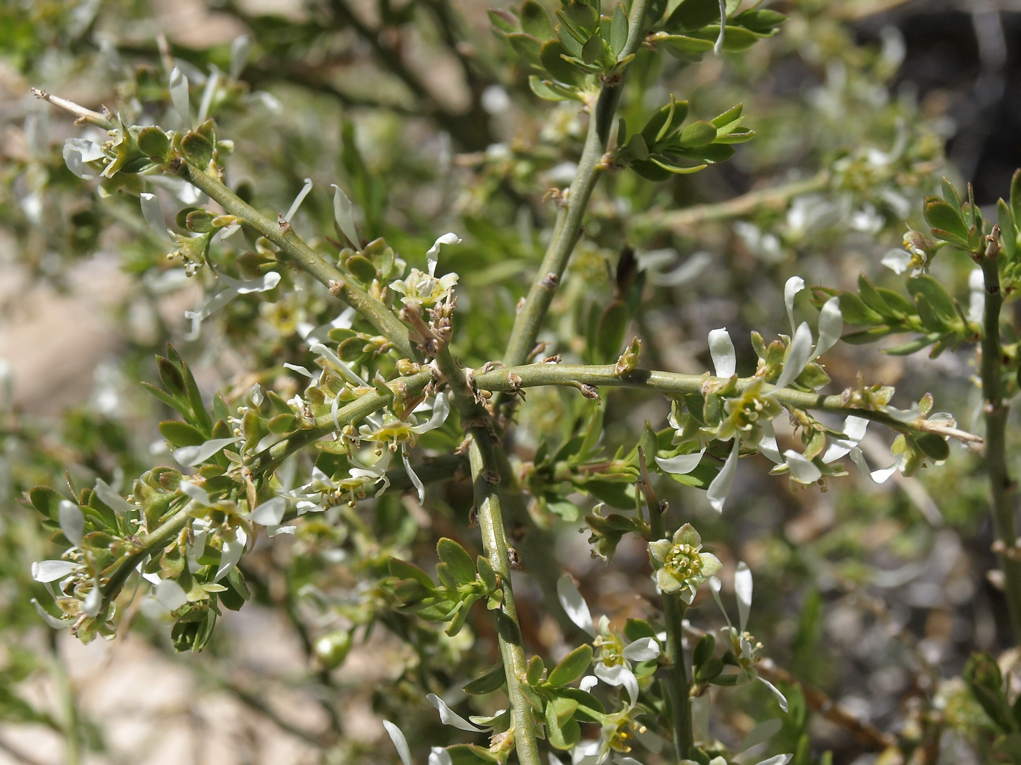 Glossopetalon spinescens var. aridum