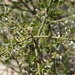 Glossopetalon spinescens aridum - Photo (c) Jim Morefield,  זכויות יוצרים חלקיות (CC BY)