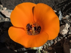 Calochortus kennedyi kennedyi