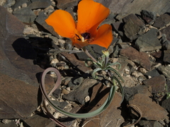 Calochortus kennedyi kennedyi