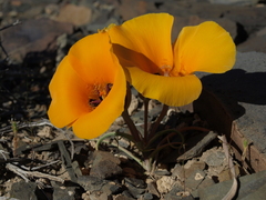 Calochortus kennedyi kennedyi