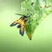 Trichocerosia truncata - Photo (c) Lisa_James,  זכויות יוצרים חלקיות (CC BY-NC), הועלה על ידי Lisa_James