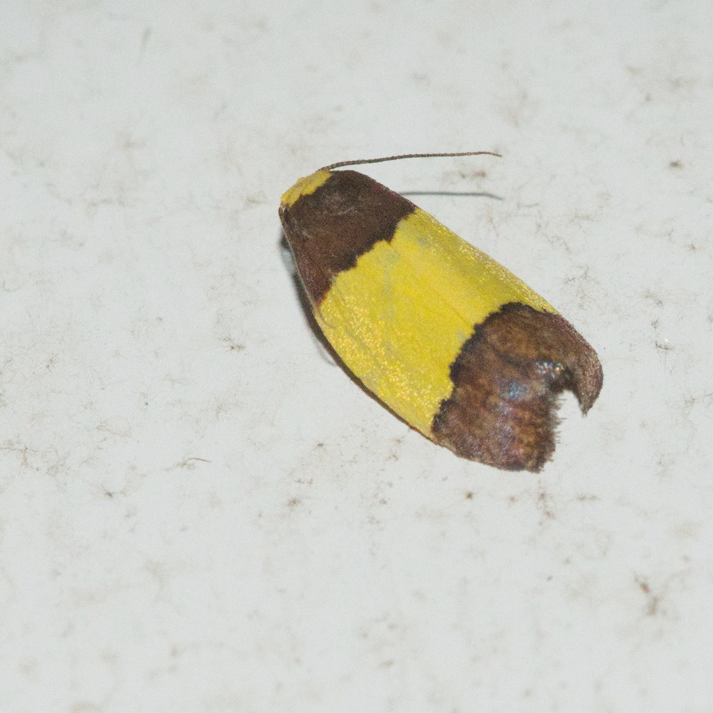 Chrysallactis