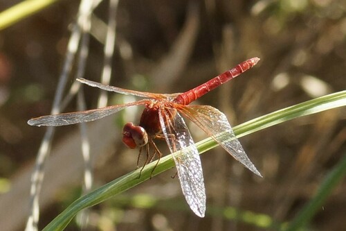 Scarlet Percher