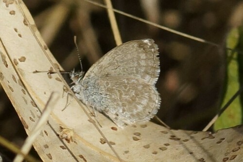 Lesser Grass Blue