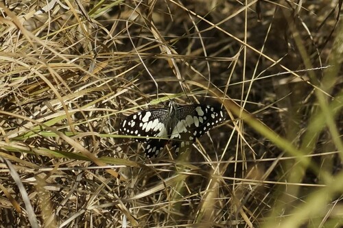 Lime Swallowtail