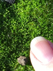 Bryoerythrophyllum columbianum