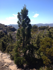 Athrotaxis cupressoides