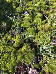 Bryoerythrophyllum columbianum