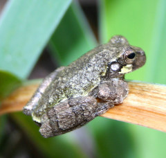 Hyla avivoca