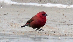 Lagonosticta rubricata