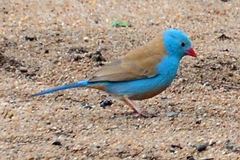 Uraeginthus cyanocephalus