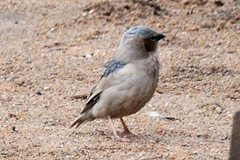 Pseudonigrita arnaudi