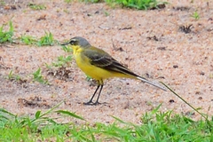 Motacilla flava