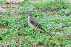 Motacilla flava