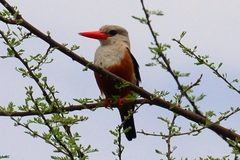 Halcyon leucocephala