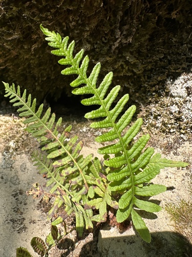 Polypodium sibiricum iNat (2)