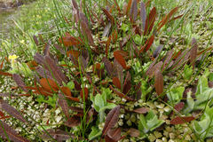 Rumex flexuosus