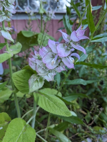Salvia sclarea iNat (1)