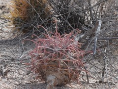 Ferocactus emoryi emoryi