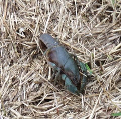 Fallicambarus macneesei