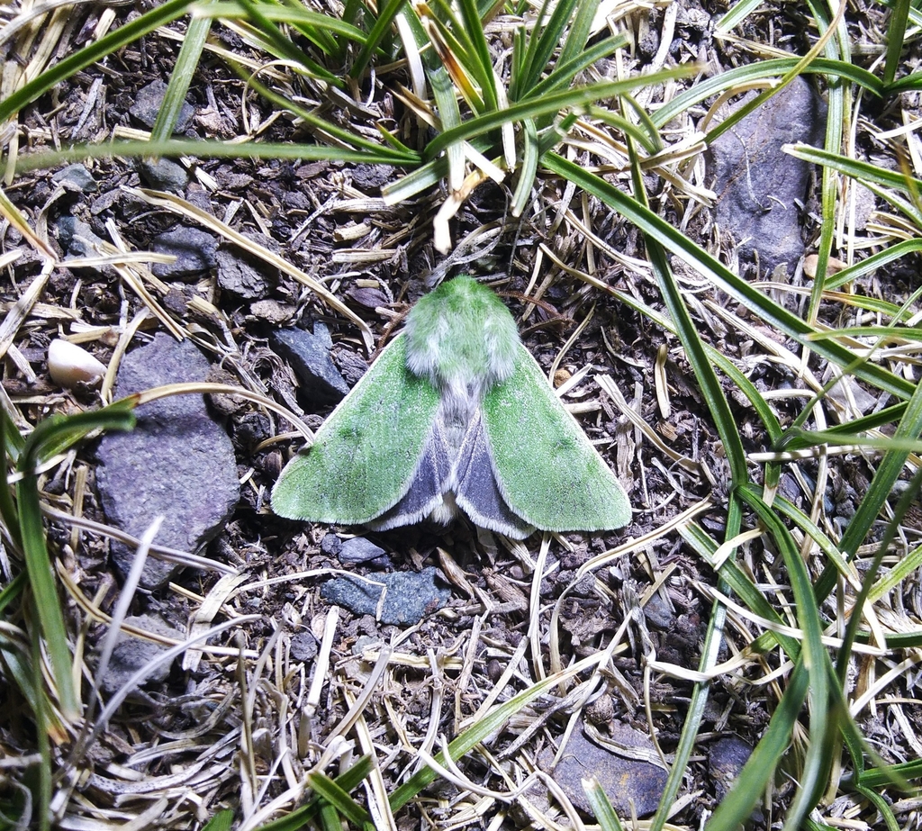 Isochlora herbacea