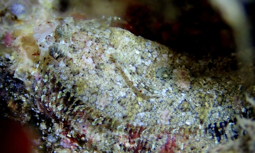 Samariscus triocellatus observed 2023-03-18