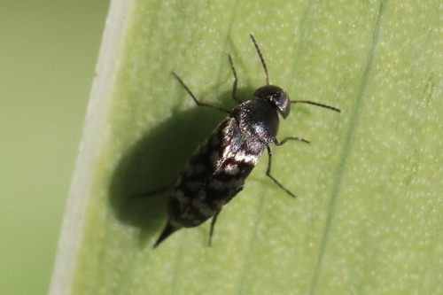 Blistered Tumbling Flower Beetle