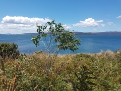 Eucalyptus tenuiramis