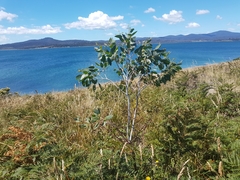 Eucalyptus tenuiramis