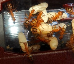 Camponotus conspicuus