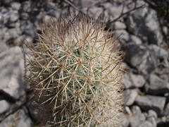 Mammillaria pottsii