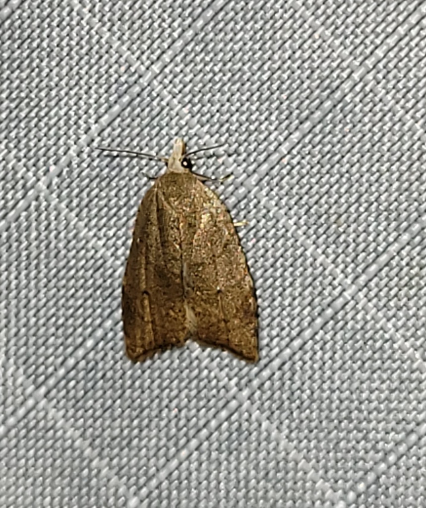 Batman Moth from Glen Cove, Onondaga, New York, United States on July 3 ...
