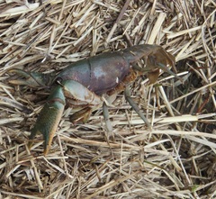 Fallicambarus macneesei