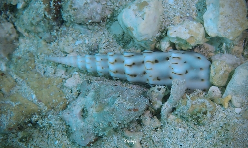 Oxymeris crenulata observed 2023-03-25